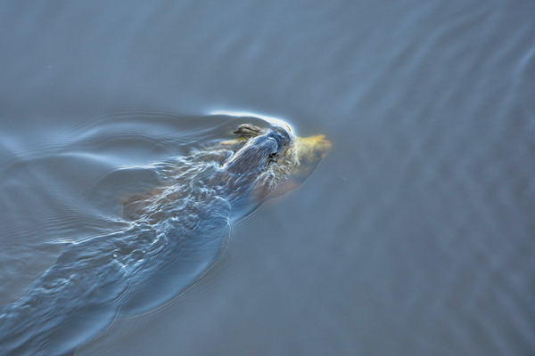 otter and a big catfish